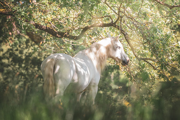 Cheval de 3/4 dos sous les frondaisons d'une forêt ensoleillée