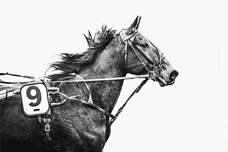 Portrait en noir et blanc d’un cheval trotteur attelé lors d’une course de trot à l’hippodrome de Vincennes