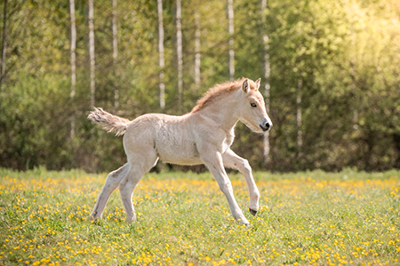 Photo d'un bébé fjord dans un pré avec une forêt en arrière plan